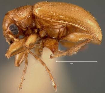 Media type: image;   Entomology 25001 Aspect: habitus lateral view